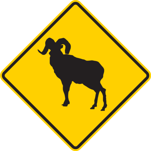 W11-18 Bighorn Sheep